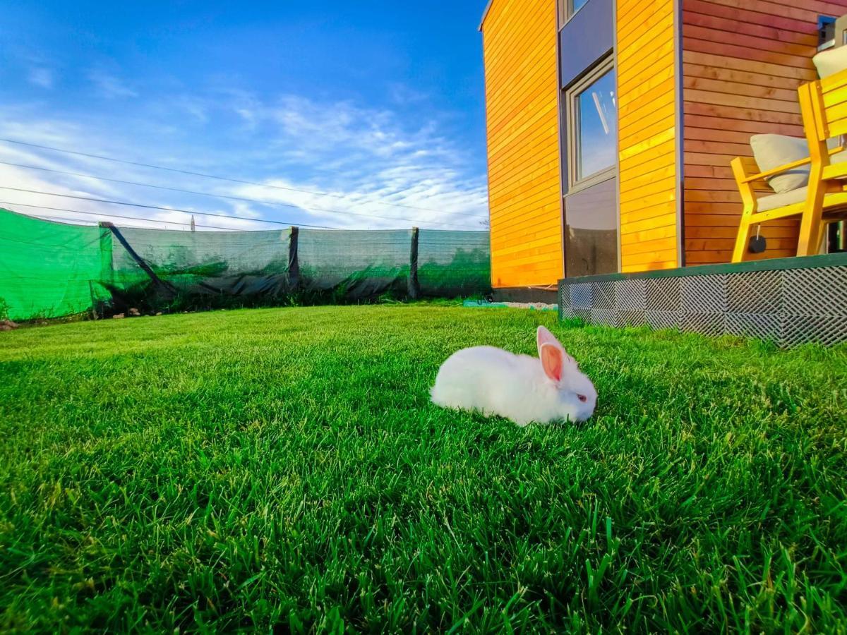 Tiny House - Baia De Fier Hotel Kültér fotó